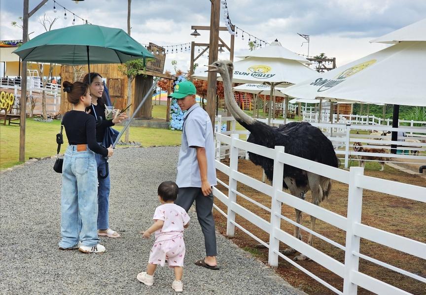 Du khách tham quan tại Sun Valley Farm - Bảo Lộc